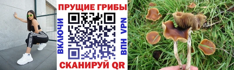 как найти   Звенигово  Галлюциногенные грибы ЛСД 